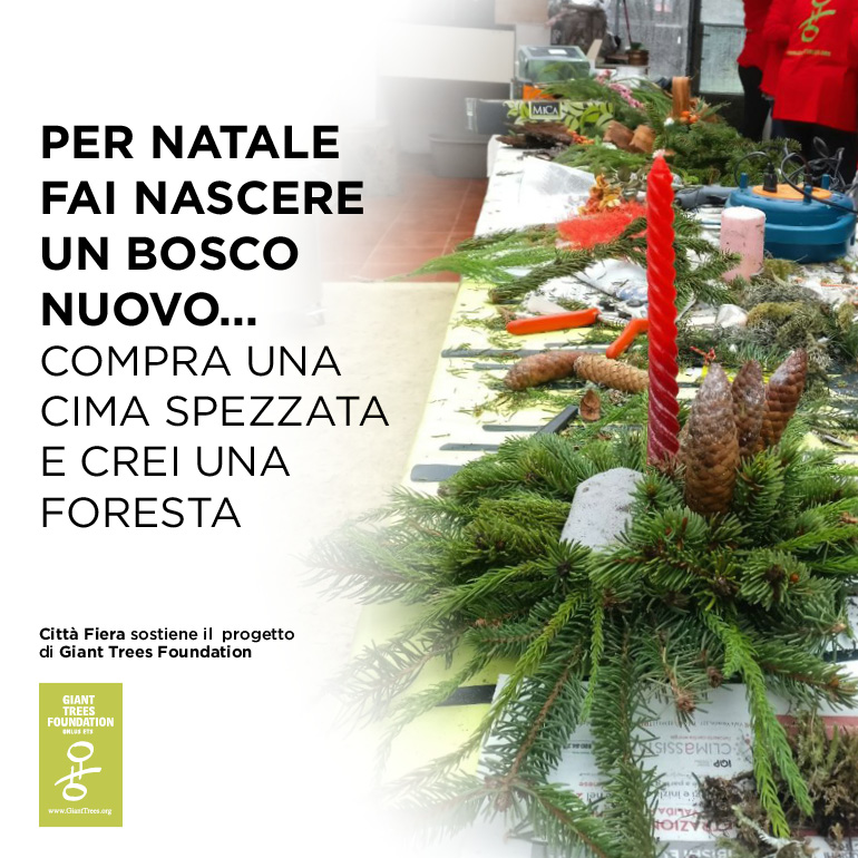 Per Natale fai nascere un bosco nuovo, compra una cima spezzata e crei una foresta